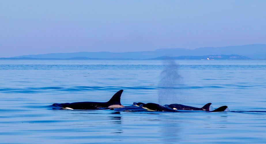 Orkas spotten rondreis Canada Orkas spotten rondreis Canada